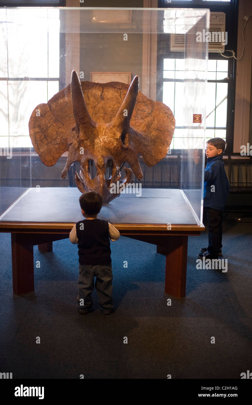 Museo de Historia Natural de Harvard Cambridge MA Foto de stock