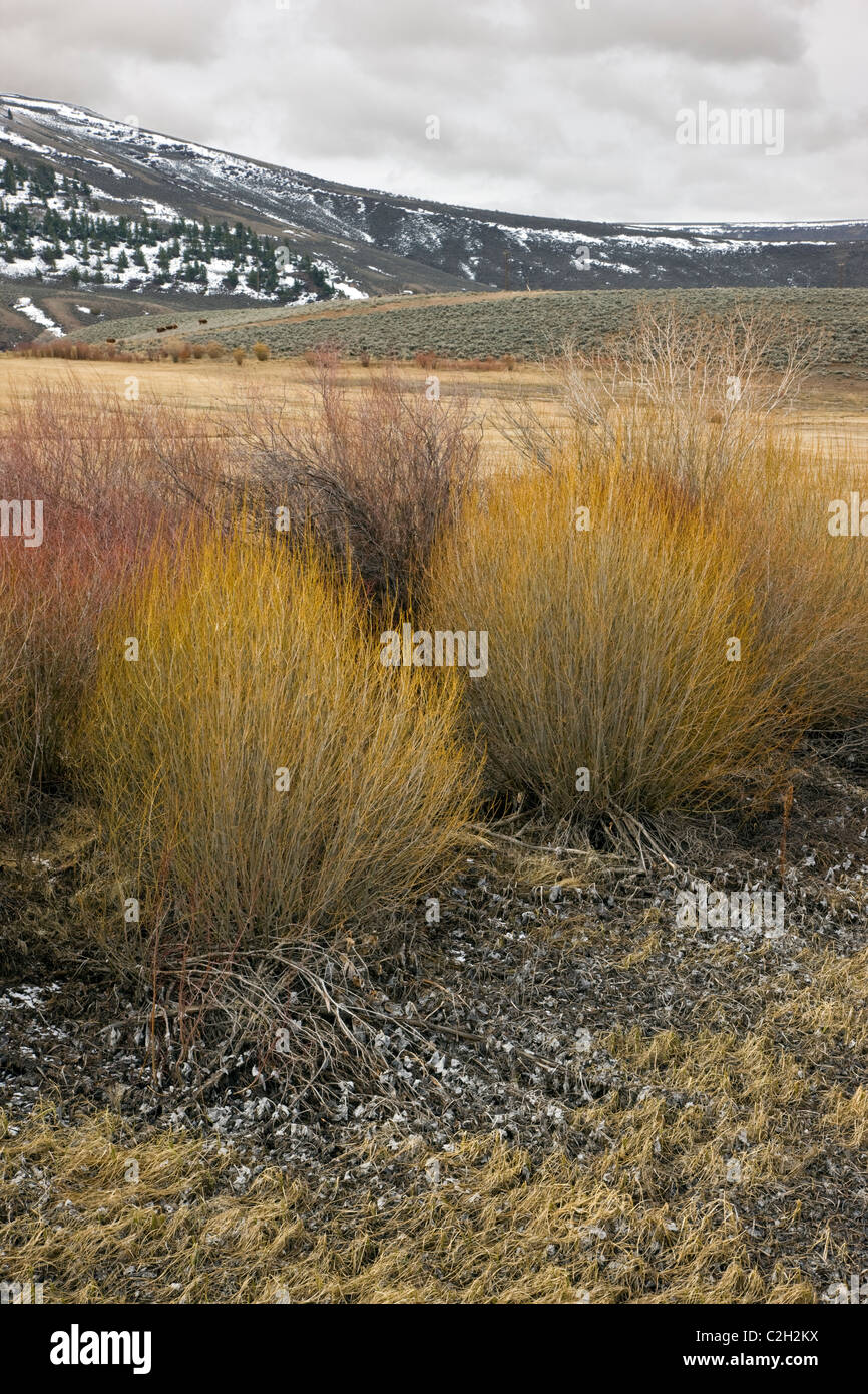 Los arbustos y pastos que muestra colores de primavera a lo largo de Tomichi Creek, al este de Gunnison, Colorado, EE.UU. Foto de stock
