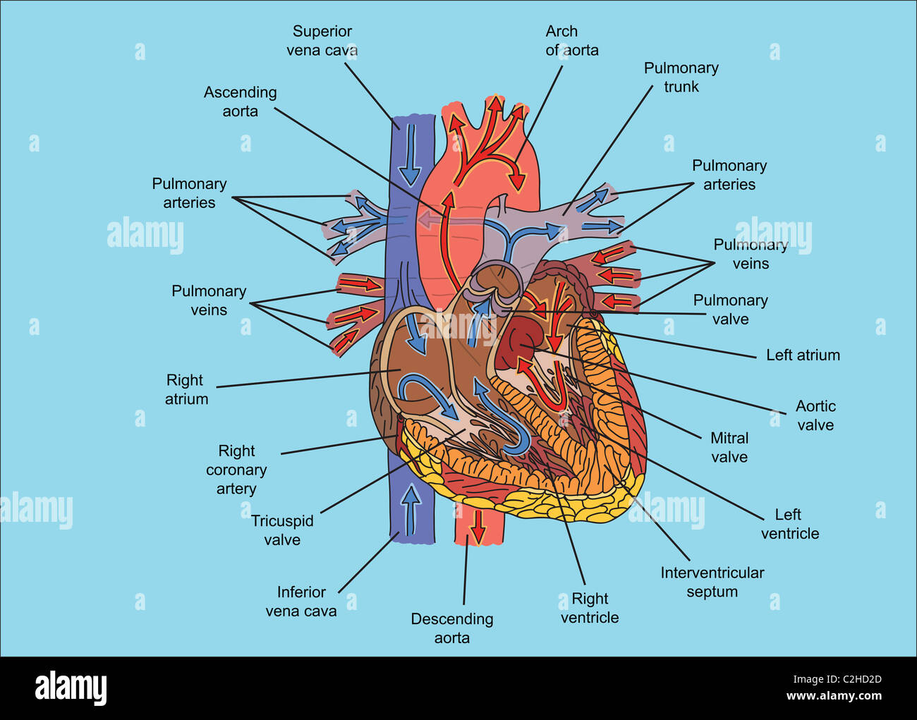 Estructura Del Corazón Humano Y Flujo Sanguíneo Ilustración Fotografía