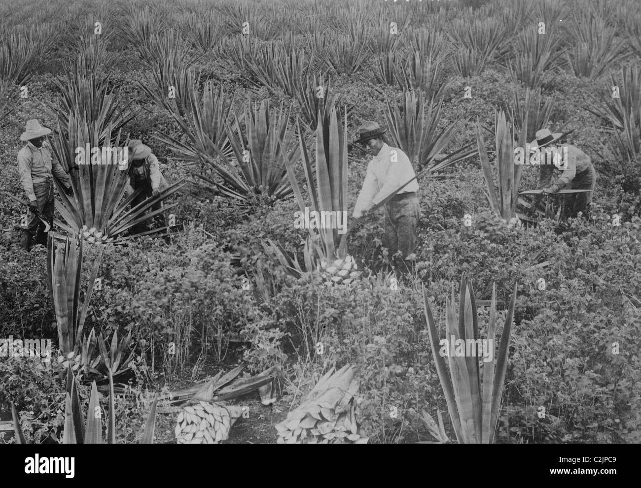 Plantaciones de Sisal japonés en Hawai Foto de stock