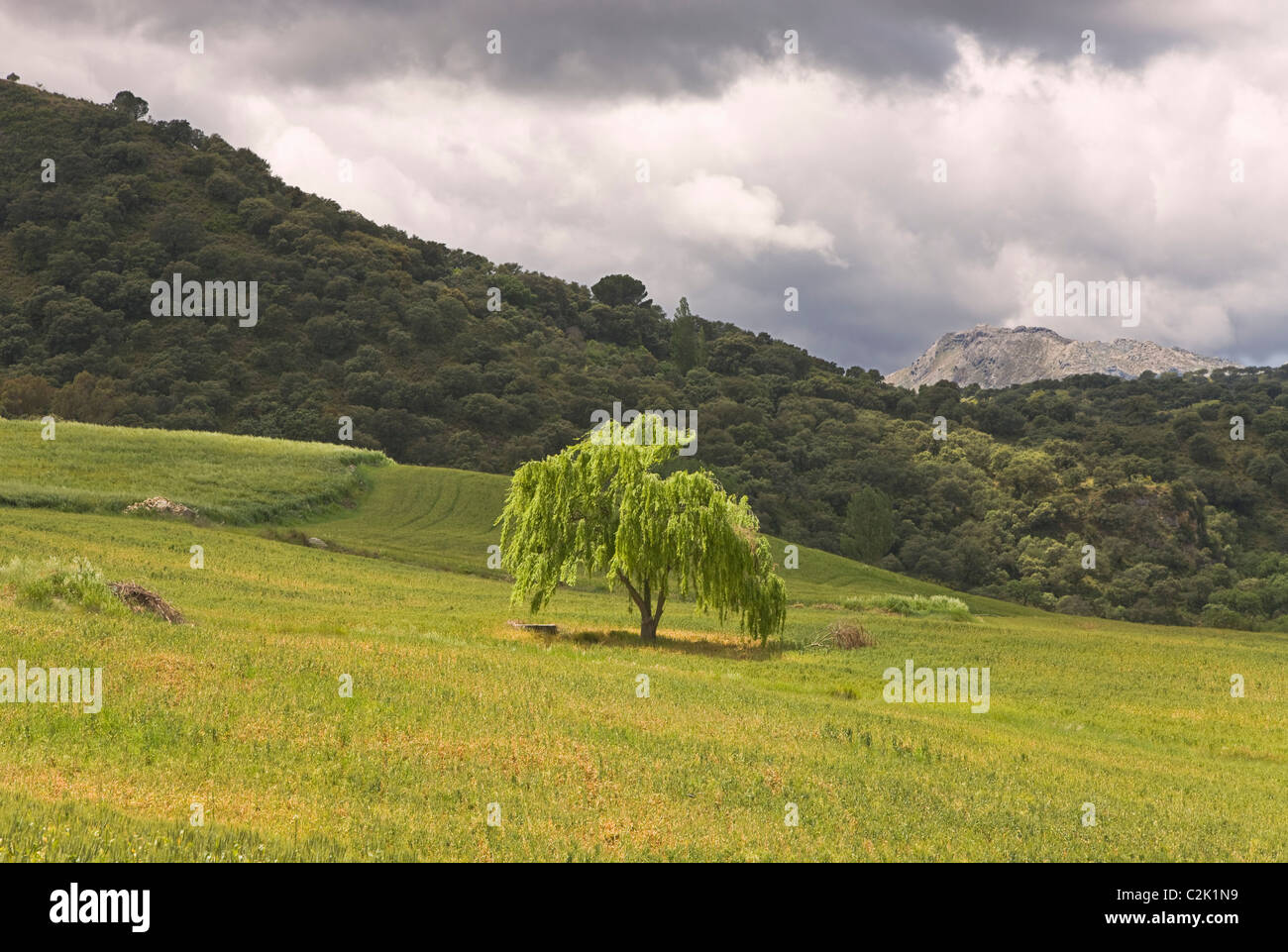 La Serranía de Ronda, provincia de Málaga, España; Lone Tree en el campo Foto de stock