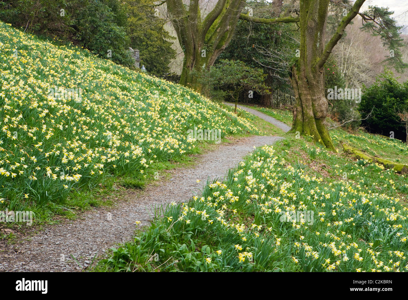 Campo de Dora, Rydal, Lake District National Park, Cumbria, Reino Unido Foto de stock