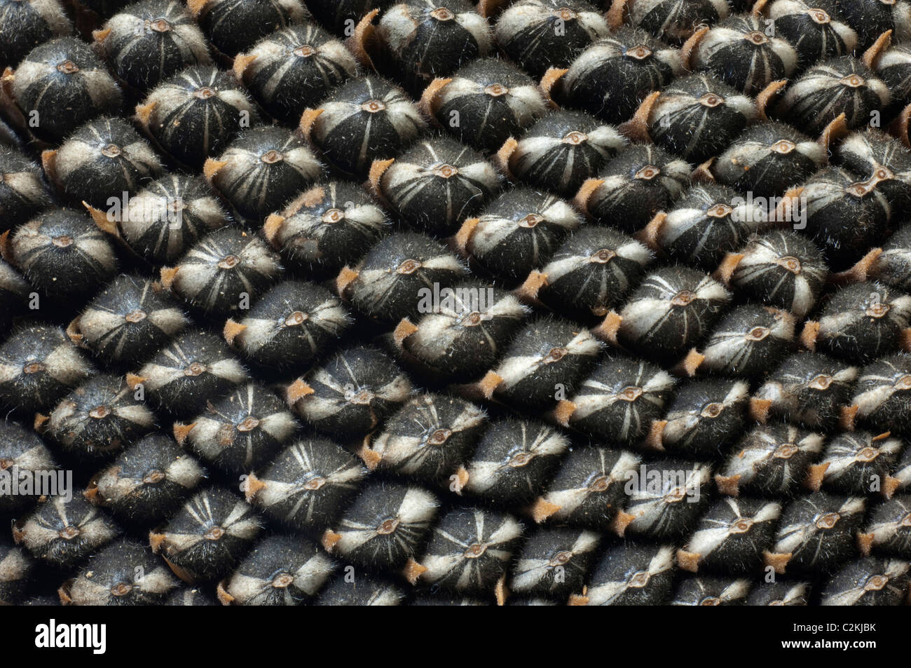 Girasol (Helianthus annuus). Close-up de parte de un jefe de semillas. Foto de stock