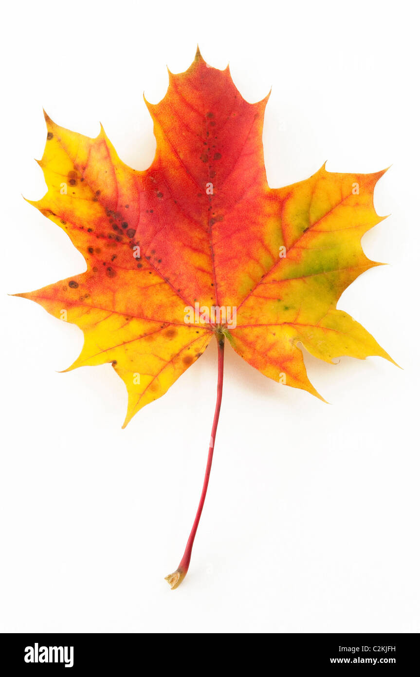 Noruega, el arce (Acer platanoides), hoja de otoño. Studio picture contra un fondo blanco. Foto de stock