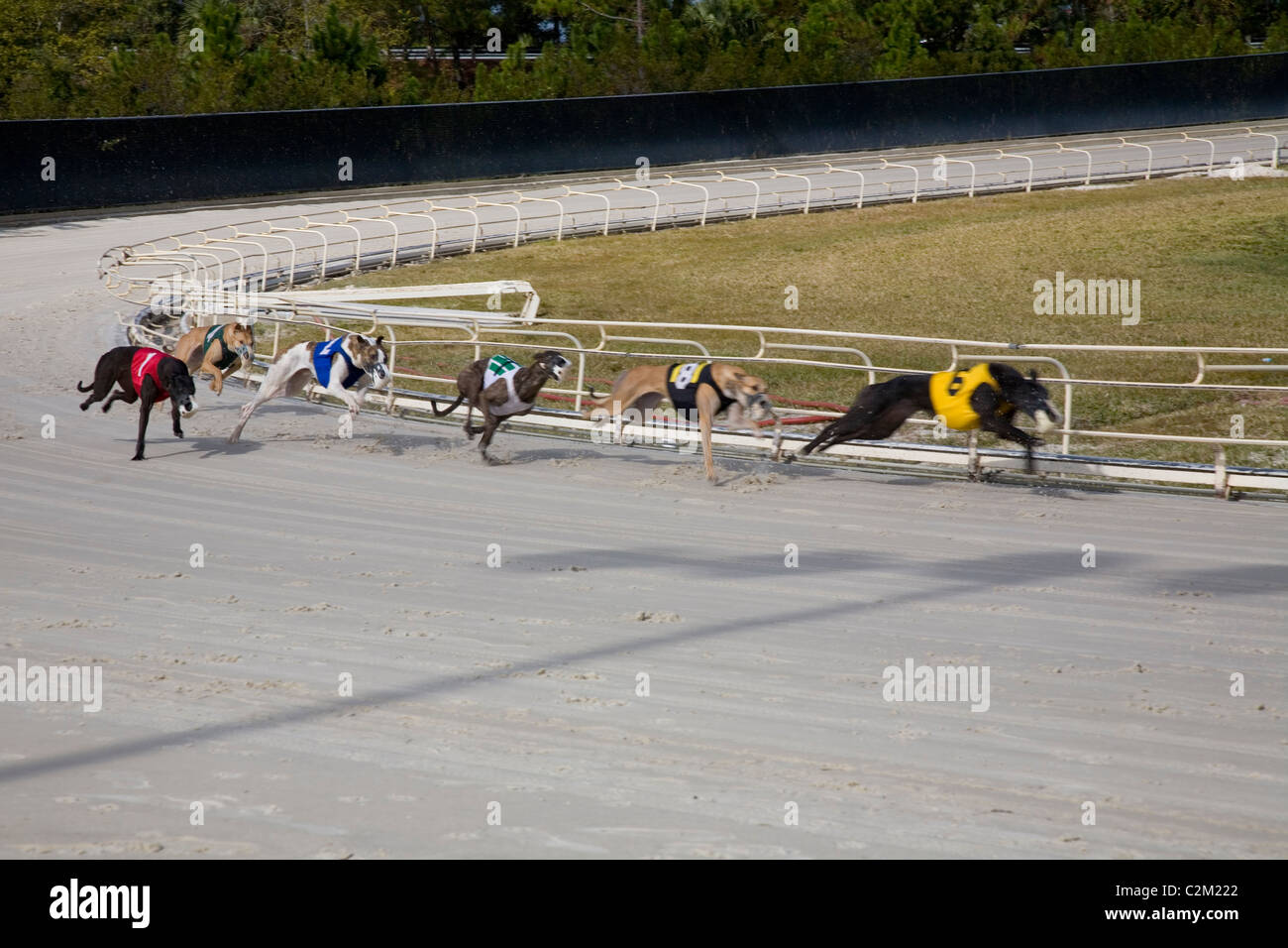 Daytona Beach Kennel Club ofrece las carreras de galgos en la acción y