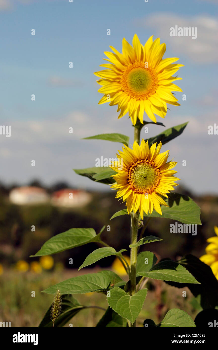 Los girasoles crecen cerca de dondas en Francia.image.Copia de espacio vertical. Foto de stock