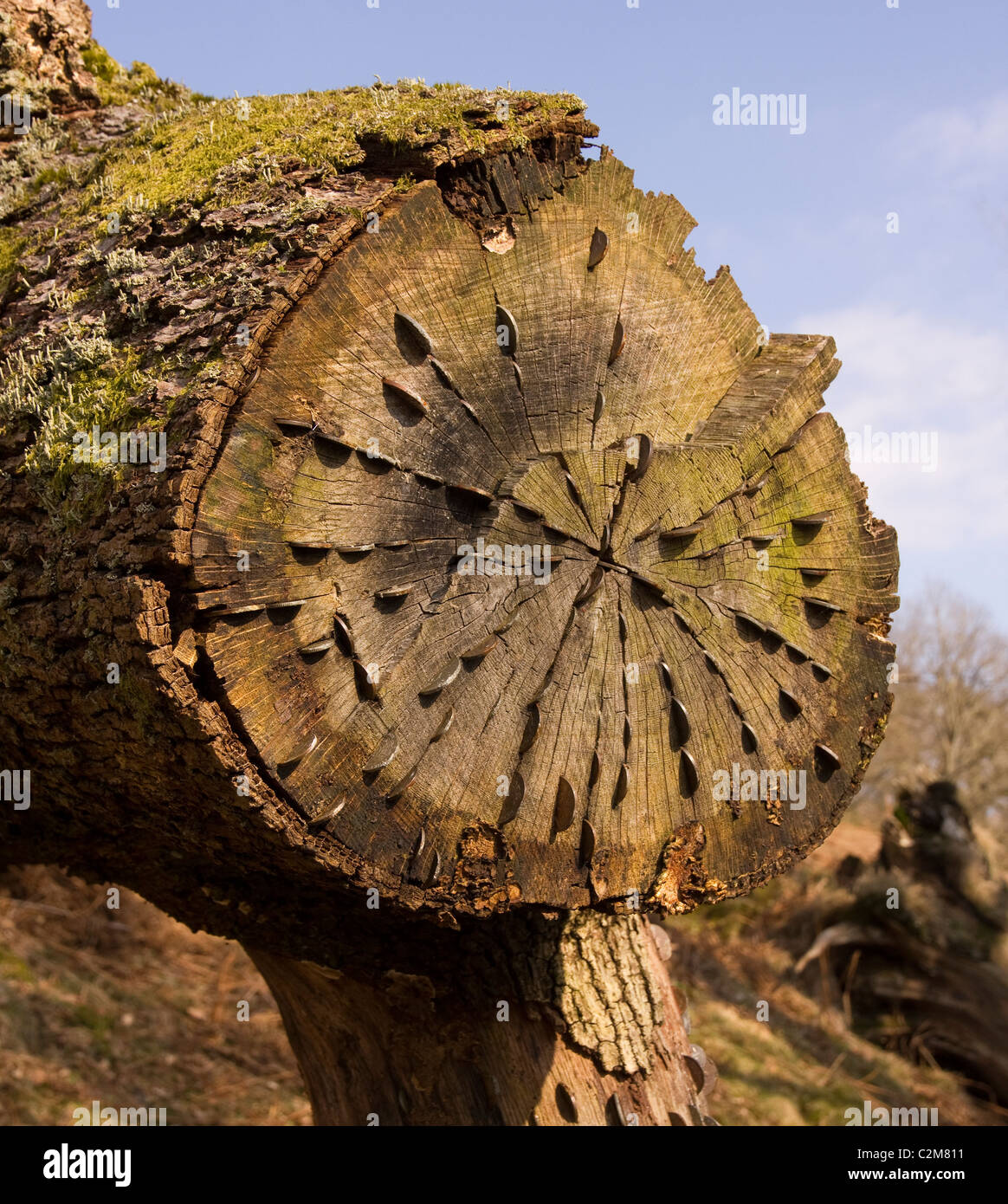Monedas martilladas en un tronco de árbol muerto pasando andadores para buena suerte, Cumbria, Reino Unido Foto de stock