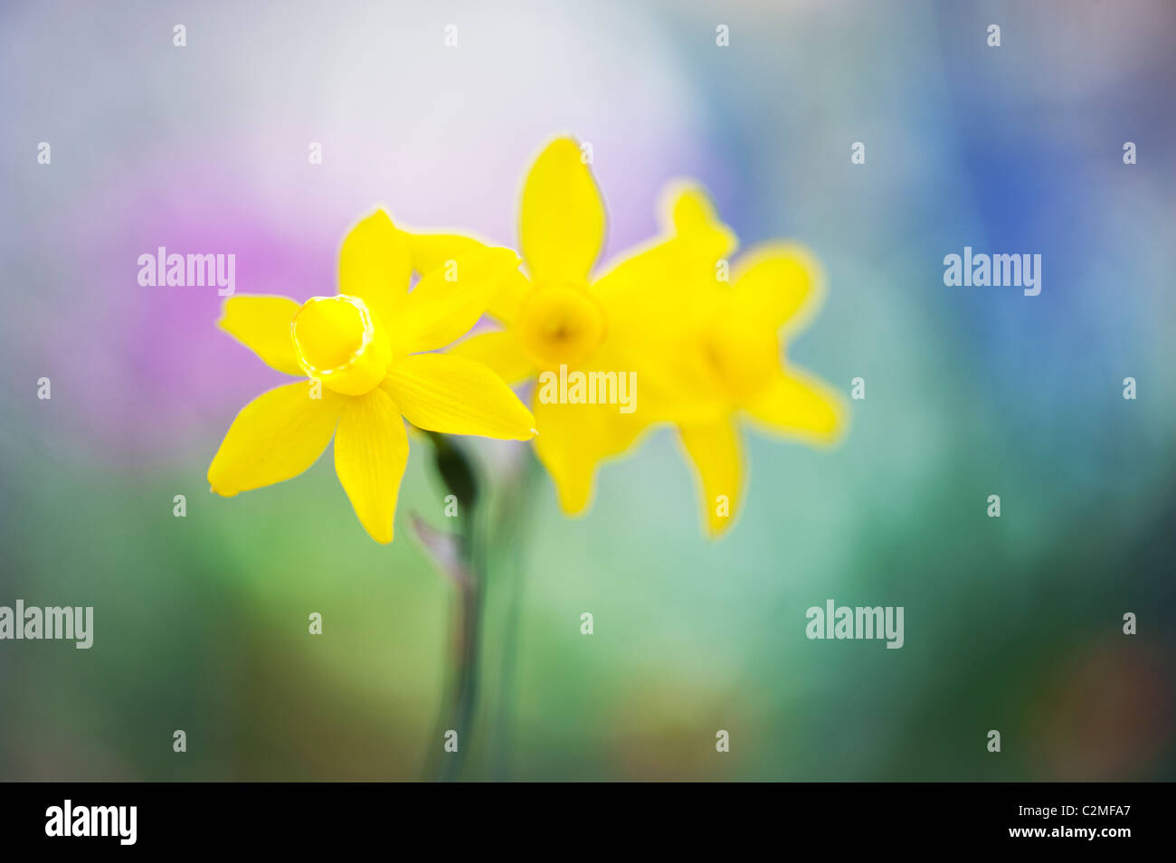Narcissus assoanus. Narcisos Miniatura flores. Resumen Foto de stock