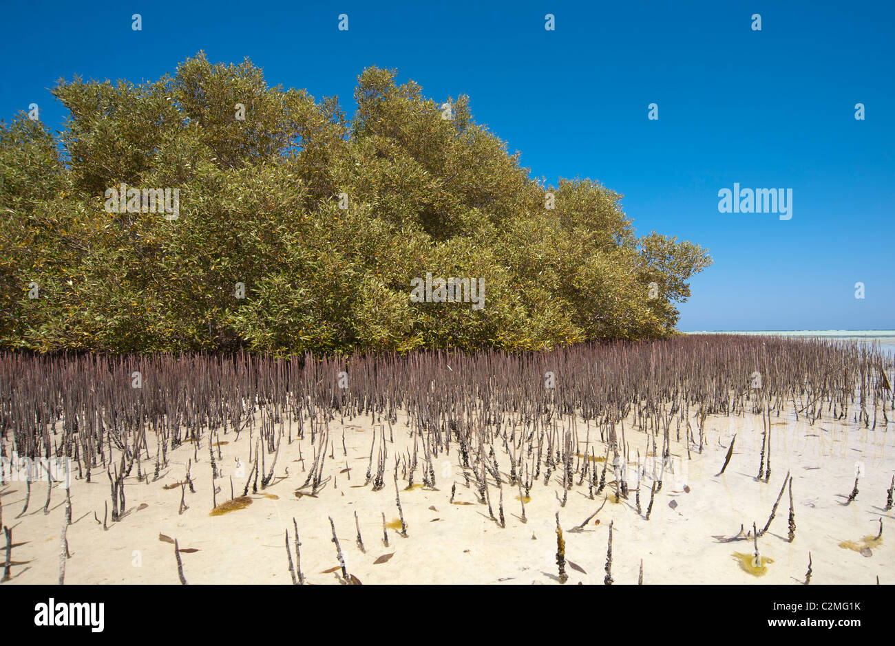 Árbol de mangle blanco con raíces aéreas en una laguna tropical