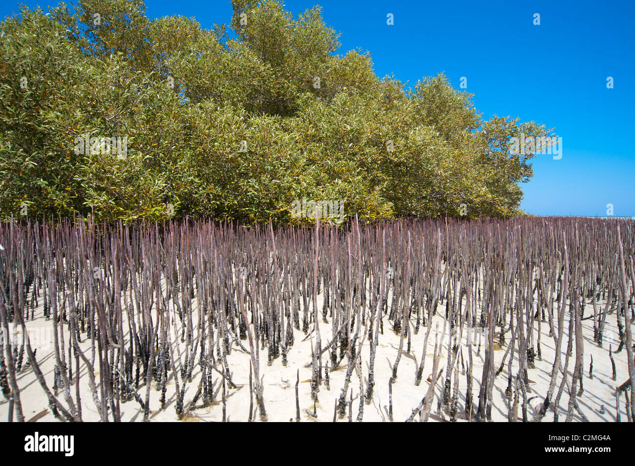 Árbol de mangle blanco con raíces aéreas en una laguna tropical