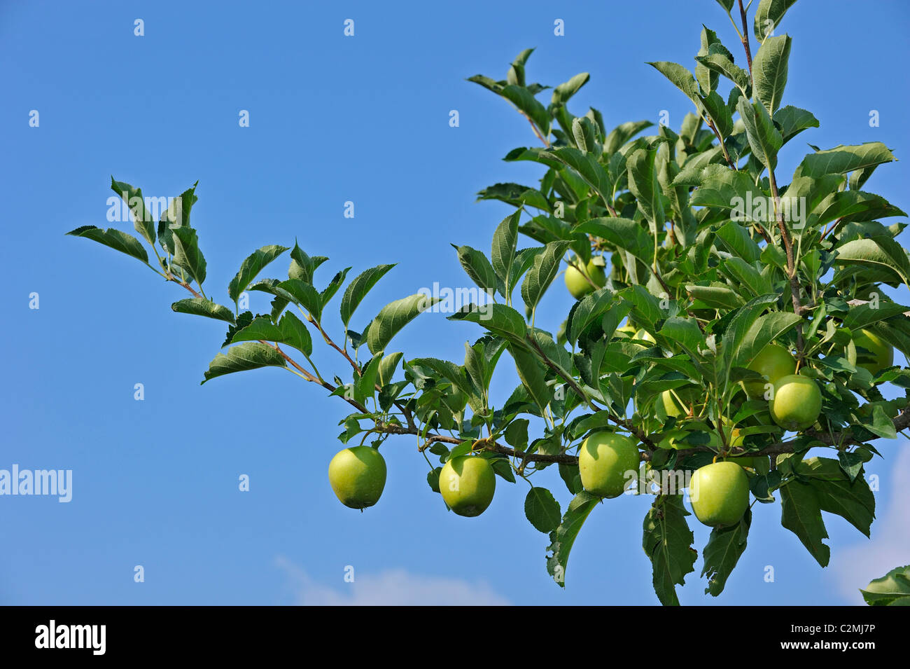 Cerca de manzano (Malus domestica) en el huerto, en Val di Non, Dolomitas, Italia Foto de stock