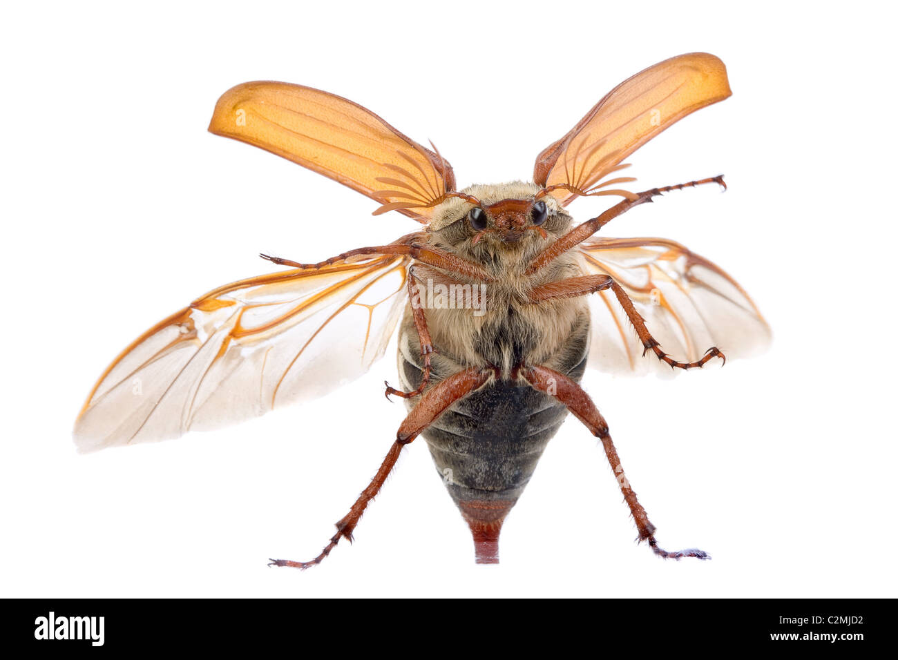 Maybug escarabajo volando contra una ventana de vidrio Foto de stock