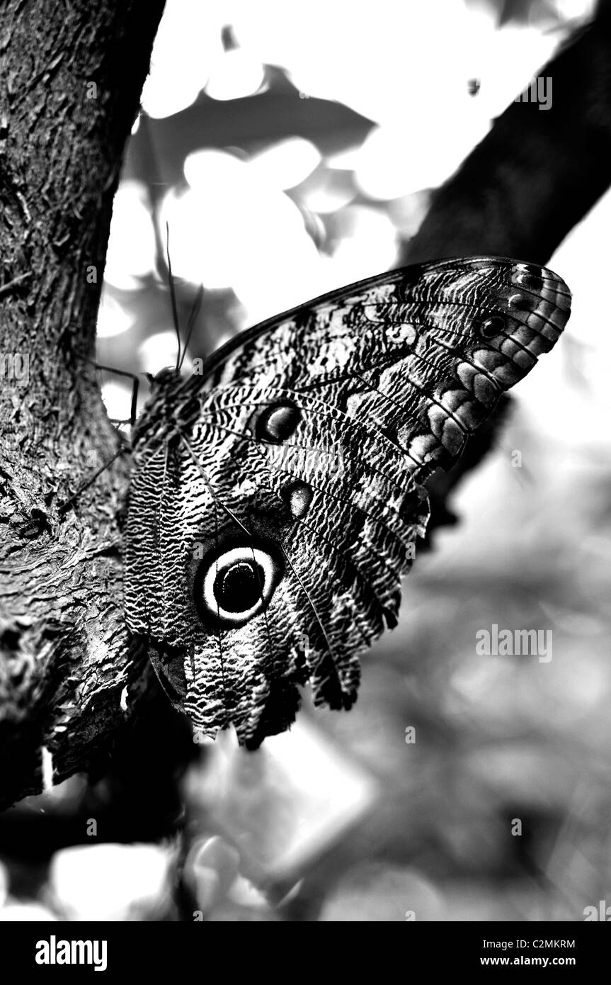 Mariposa búho (Caligo) Foto de stock
