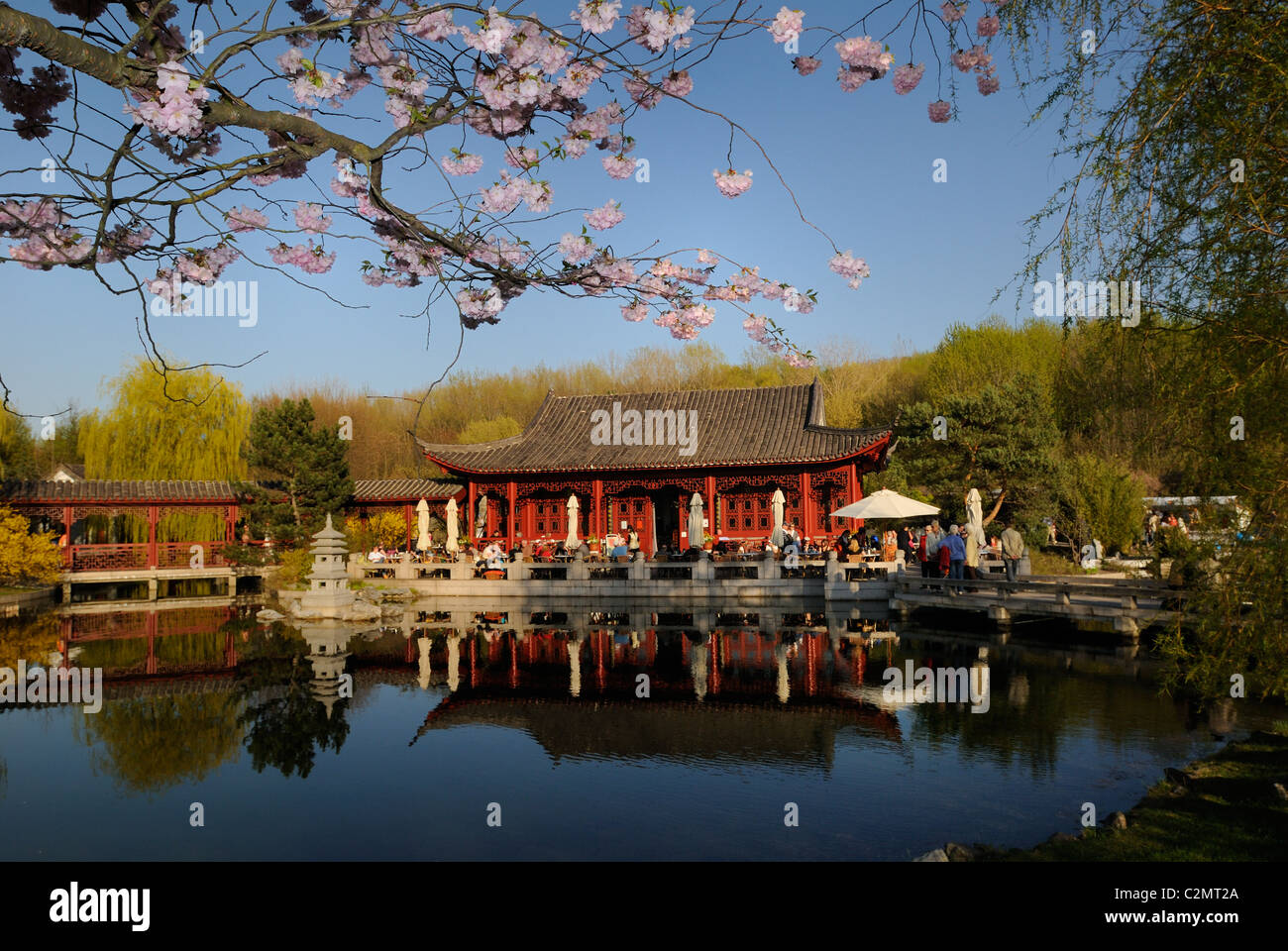 Los cerezos en flor y la casa de té en la primavera, el "Jardín de la Luna recuperada", Jardín Chino, los Jardines del Mundo, Berlín, Alemania. Foto de stock