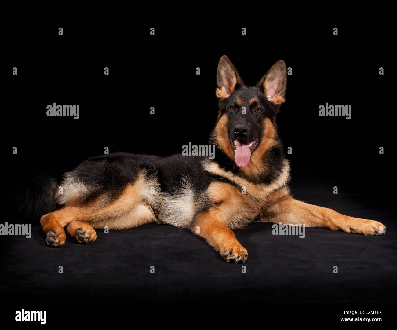 Macho joven perro pastor alemán a los 7 meses de edad Fotografía de stock -  Alamy