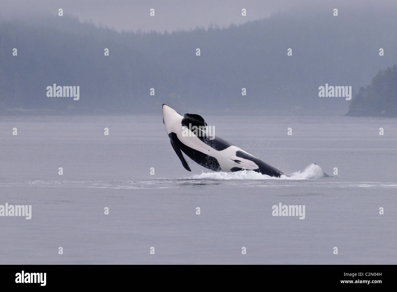 Orca infringir, saltando, salpicaduras, Vancouver Island, Canadá Foto de stock