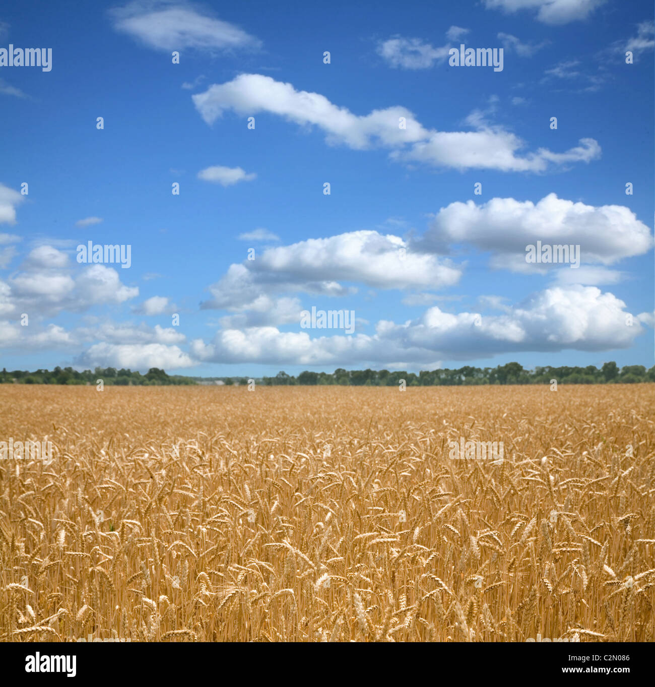 Campo de trigo y cielo azul. Foto de stock