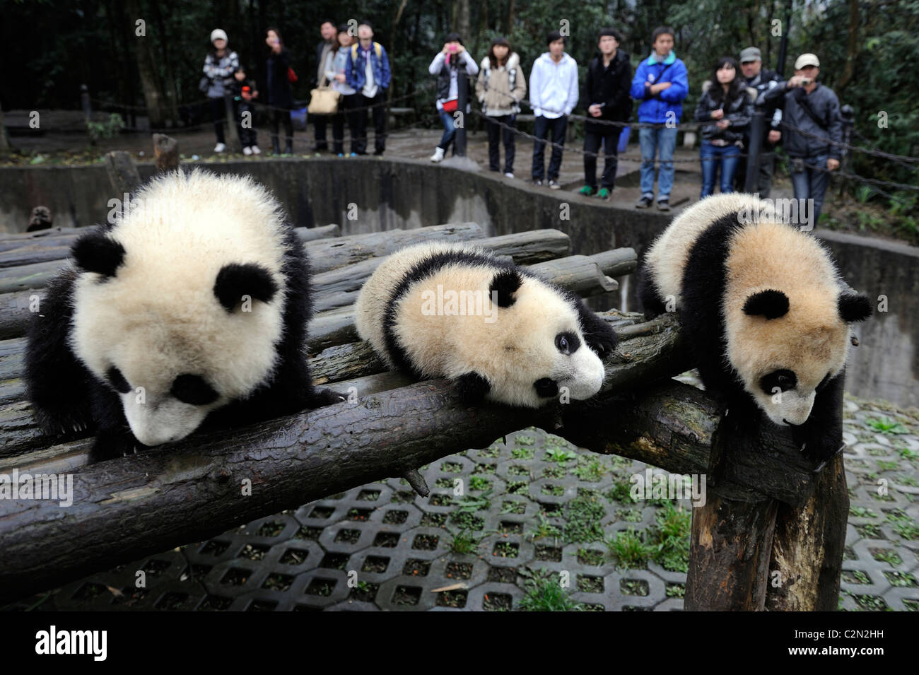 Baby pandas fotografías e imágenes de alta resolución - Alamy