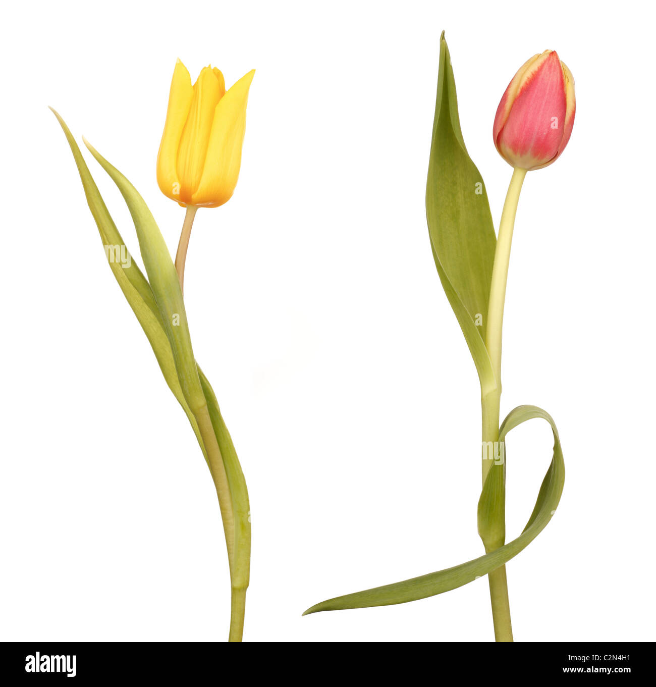 Dos bailando tulipanes Foto de stock
