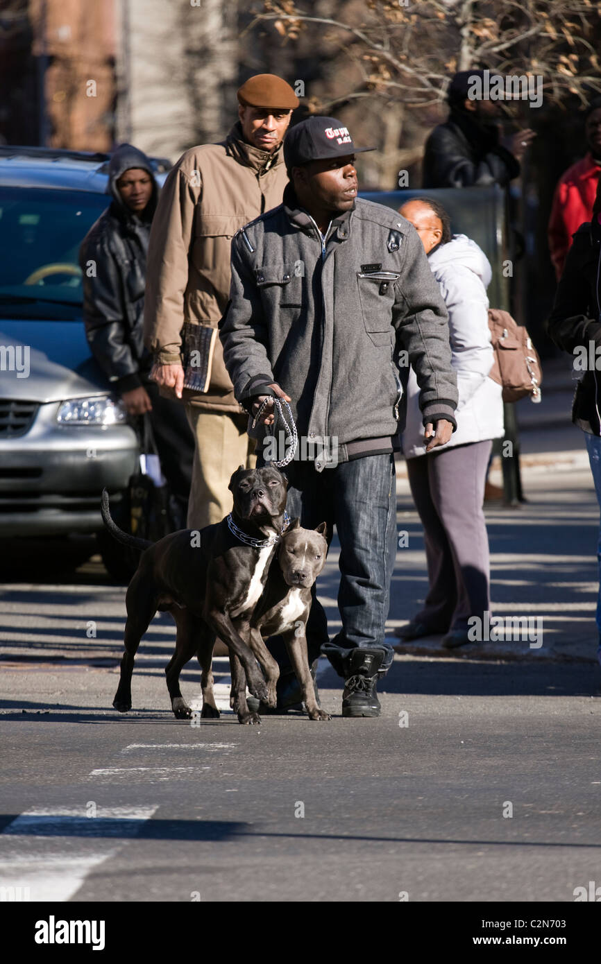 Hombre afroamericano celebrar dos perros Pit Bull por una correa mientras atraviesa una ajetreada calle de Harlem, en la Ciudad de Nueva York. Foto de stock