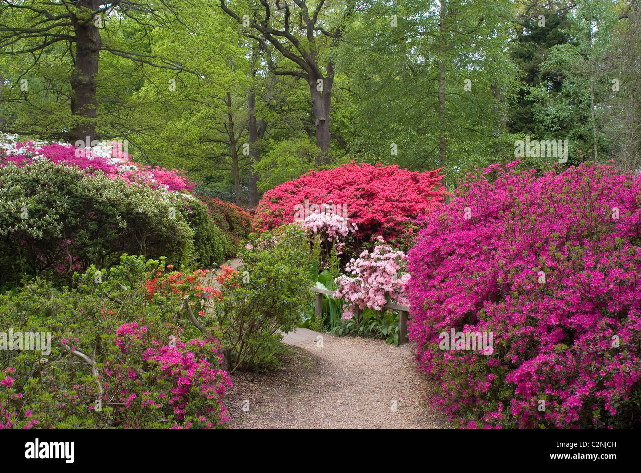 Azaleas y Rhodendrons en temporada de primavera en el Isabella Plantation, Richmond Park, Richmond, Surrey, Inglaterra Foto de stock
