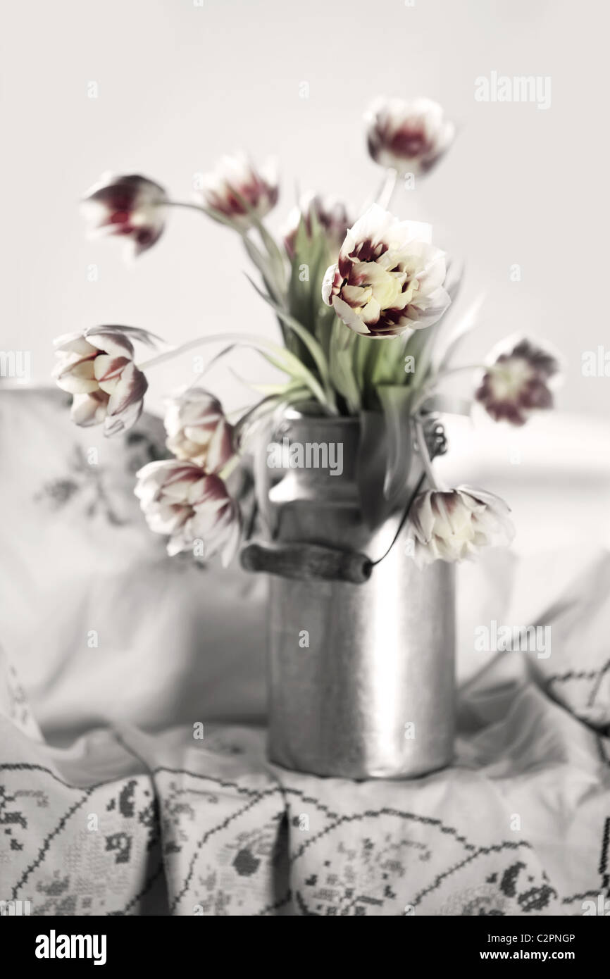 Los tulipanes en el casco antiguo de leche puede Foto de stock
