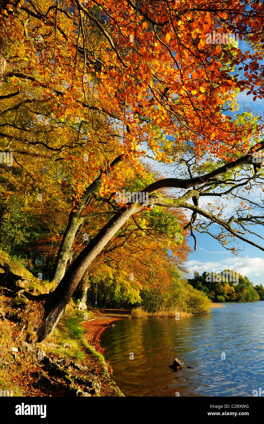 Colores de otoño en el lago de Menteith, Escocia Foto de stock