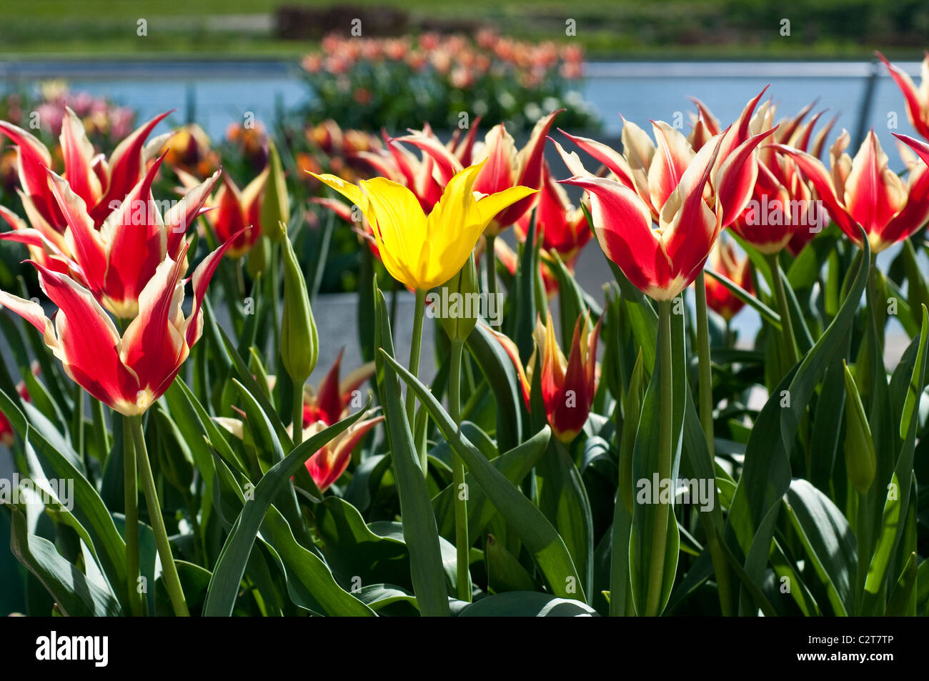 Tulip 'Reina de Saba', tulipán amarillo uno impar Foto de stock