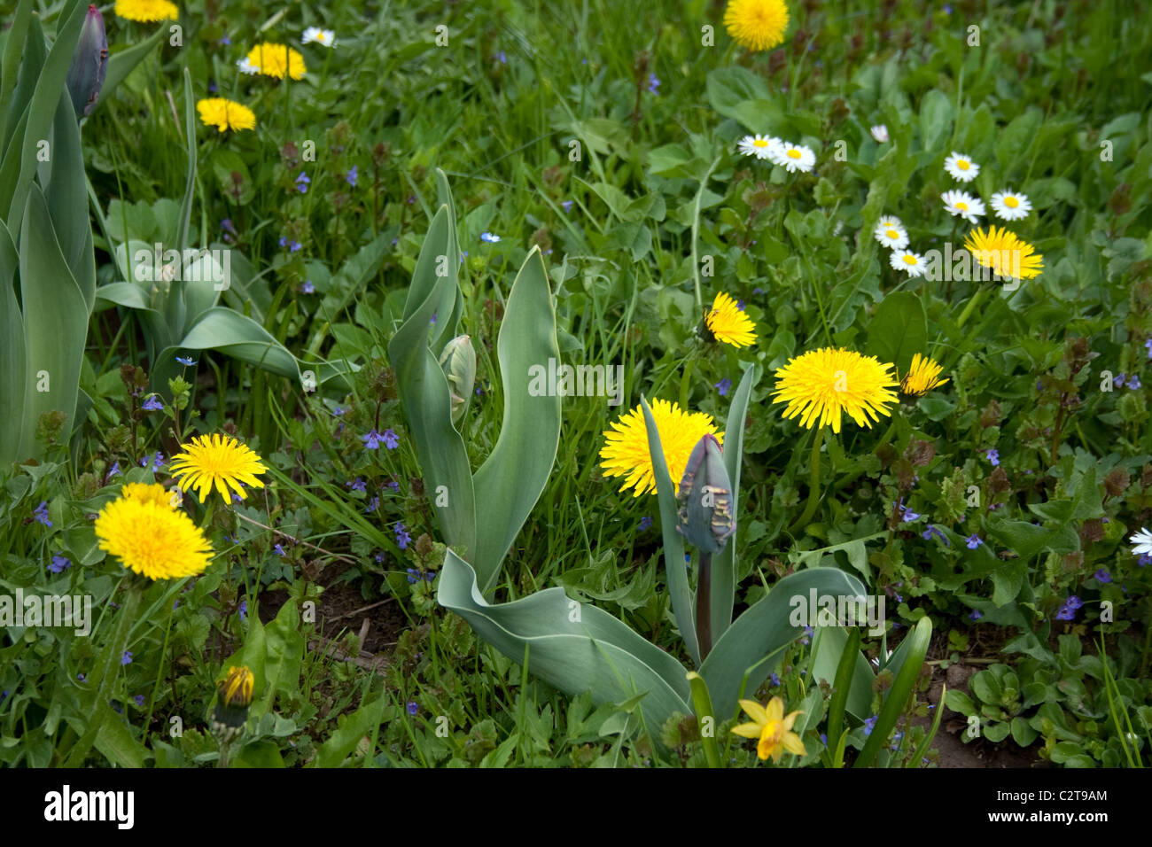 El Country Garden - tulipanes y sin abrir el diente de león amarillo Foto de stock