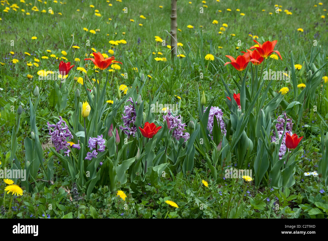 Hyacinthus, Tulipa - Muelle en Country Garden Foto de stock