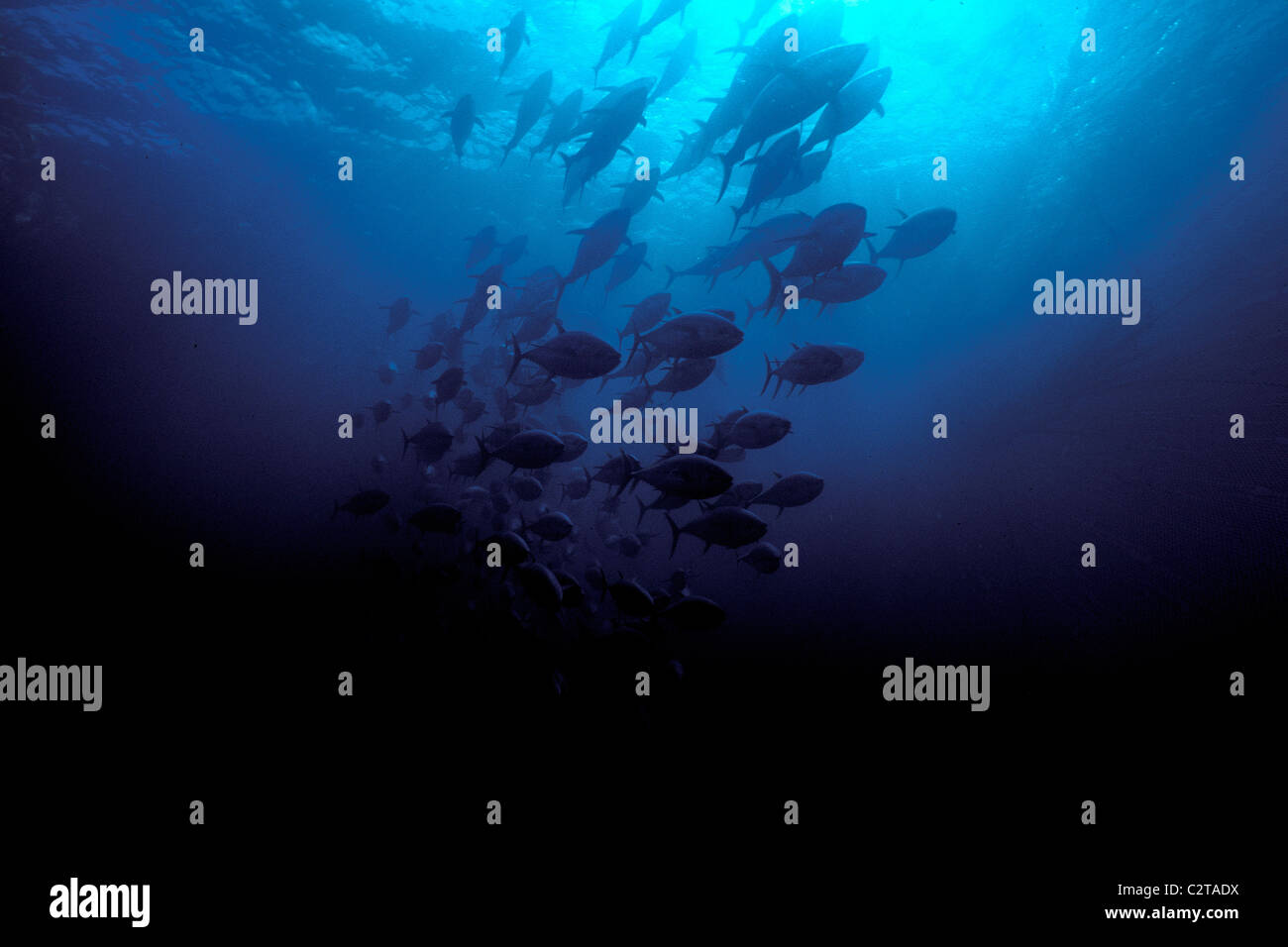 Riesgo De Pesca Excesiva Fotograf as E Im genes De Alta Resoluci n Alamy