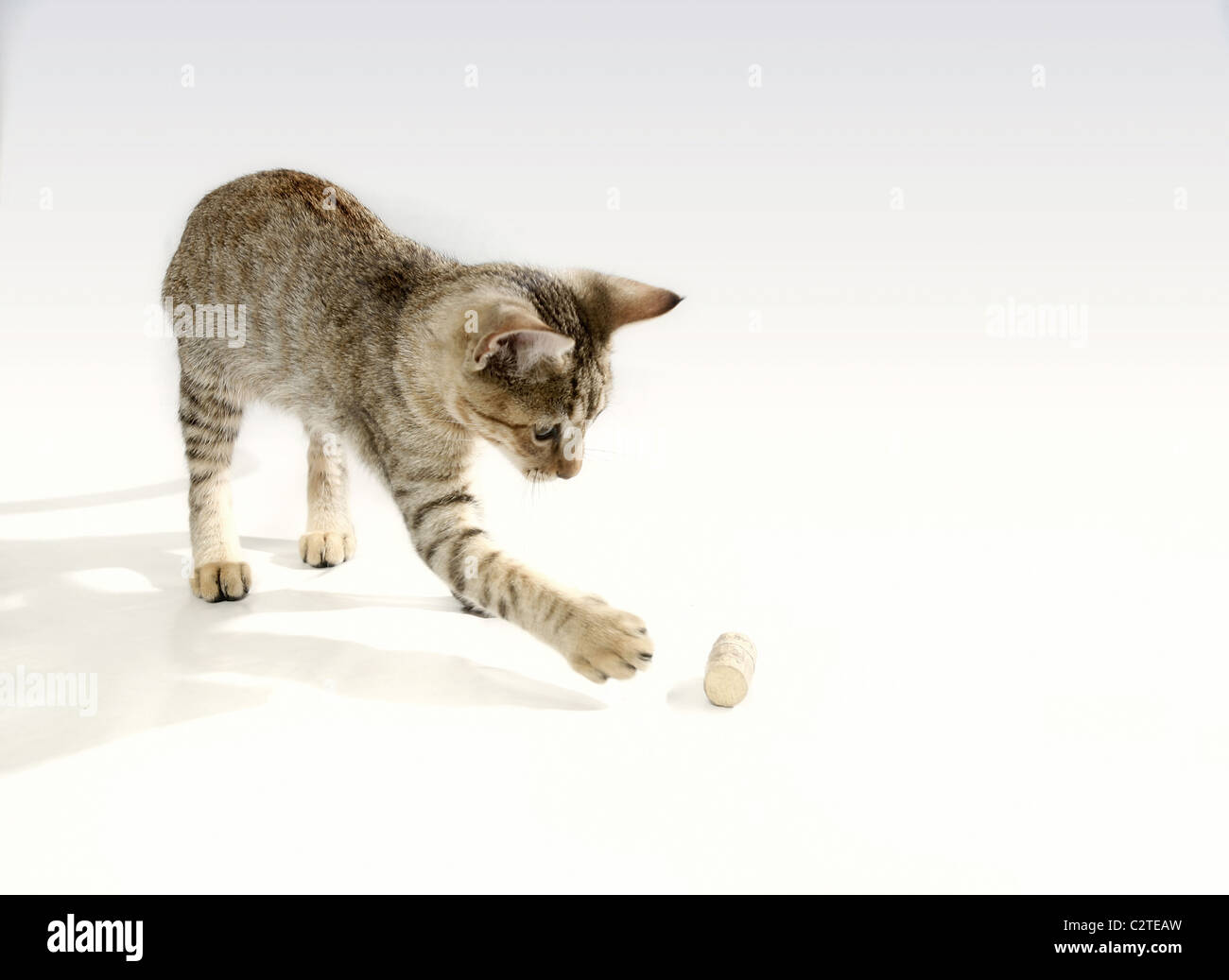 Cat. Foto de stock