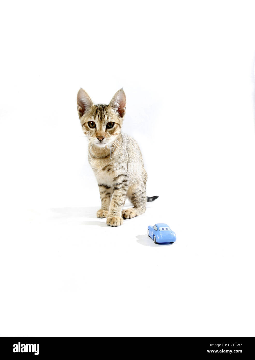 Cat. Foto de stock