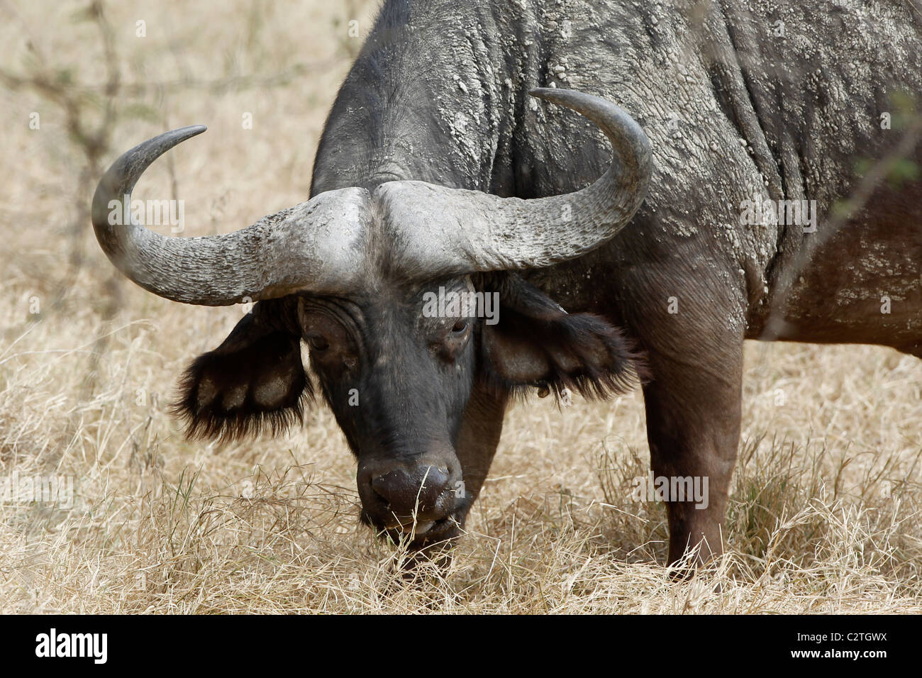 Un Africano Cape Buffalo Foto de stock