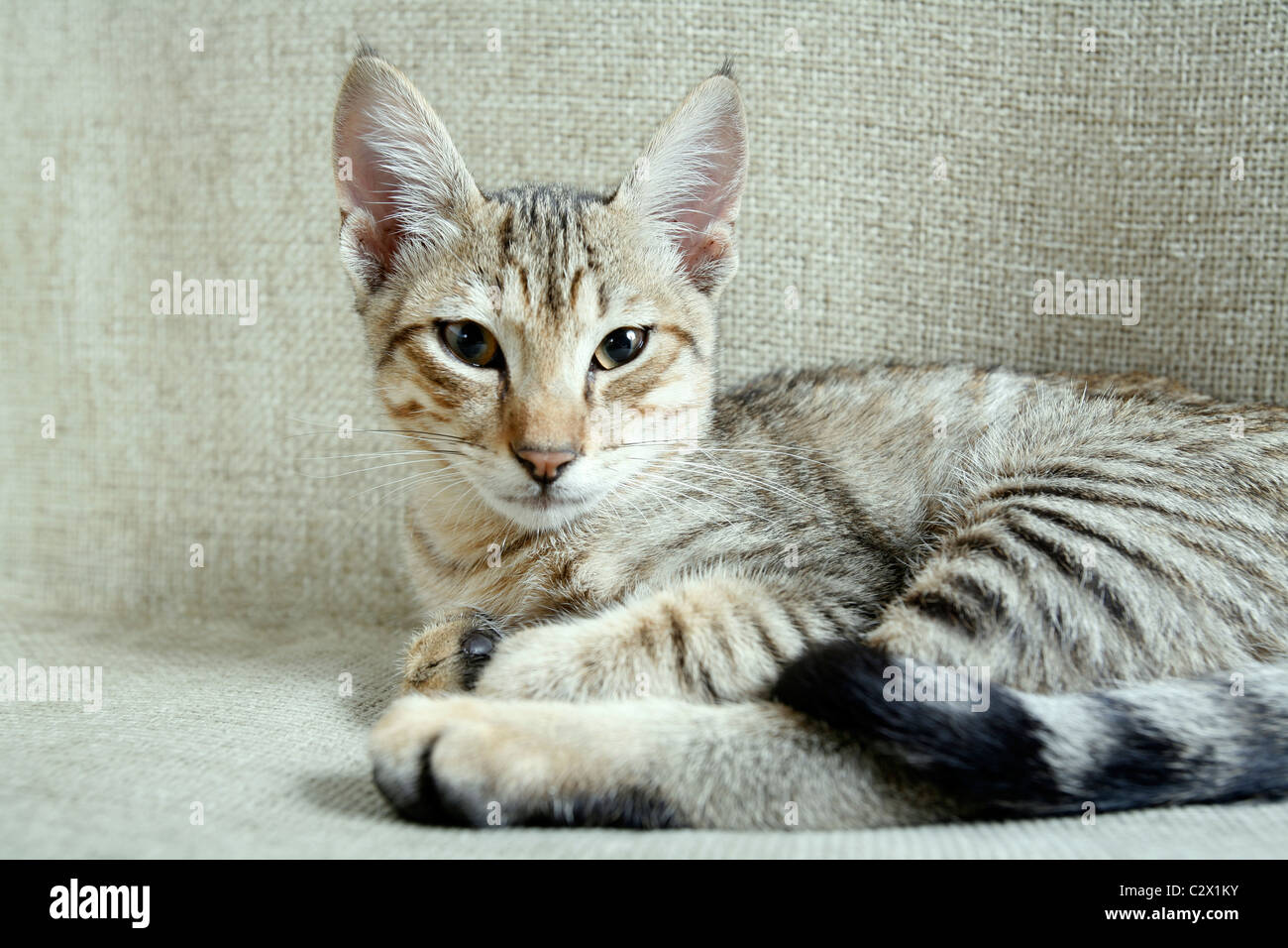 Cat. Foto de stock