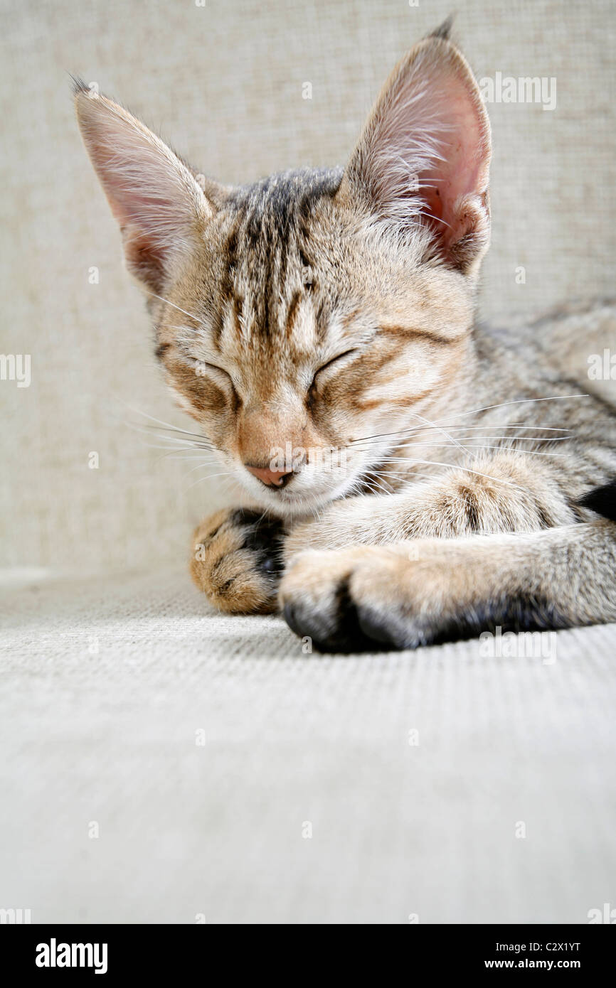 Cat. Foto de stock