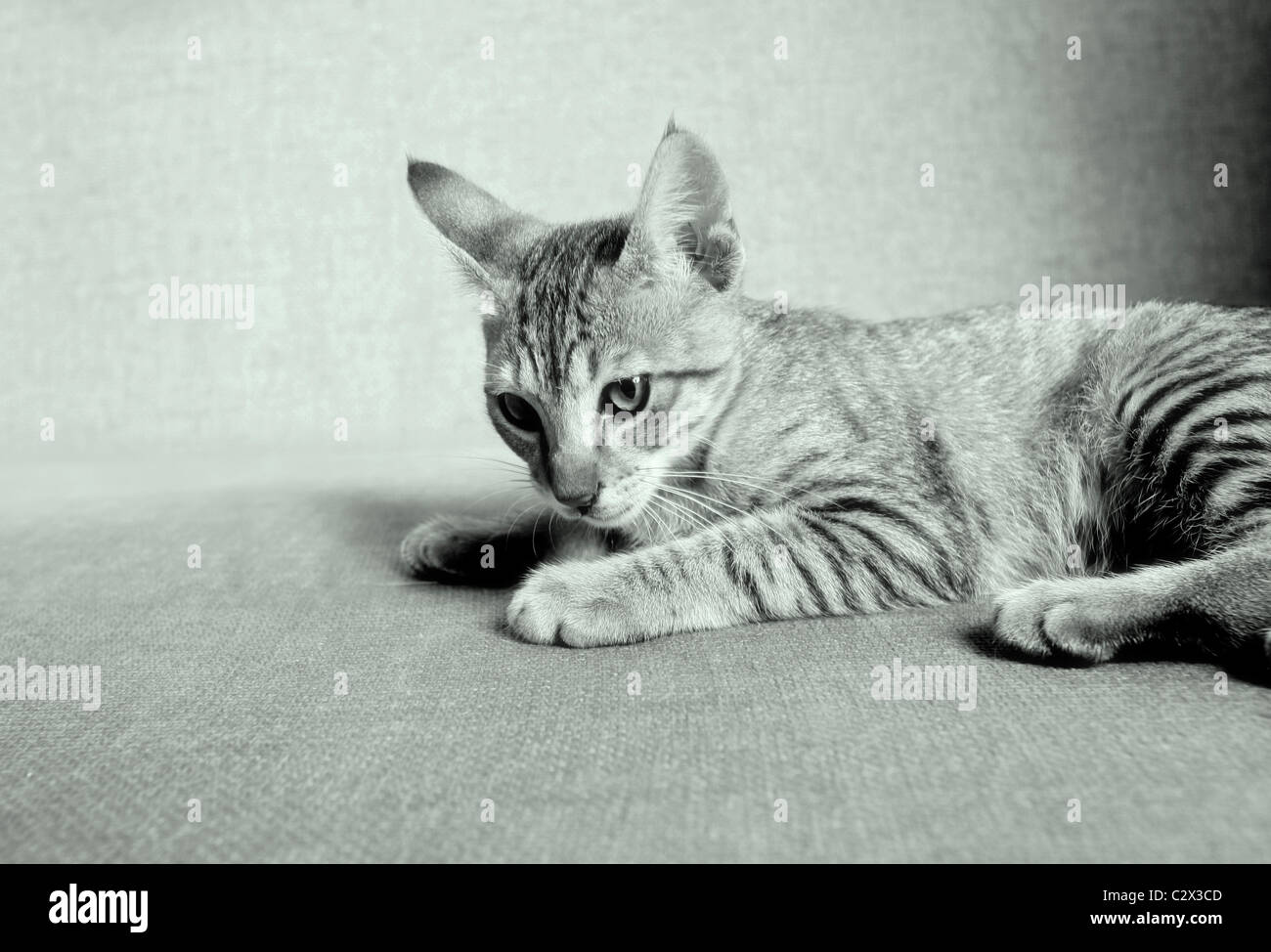 Cat. Foto de stock