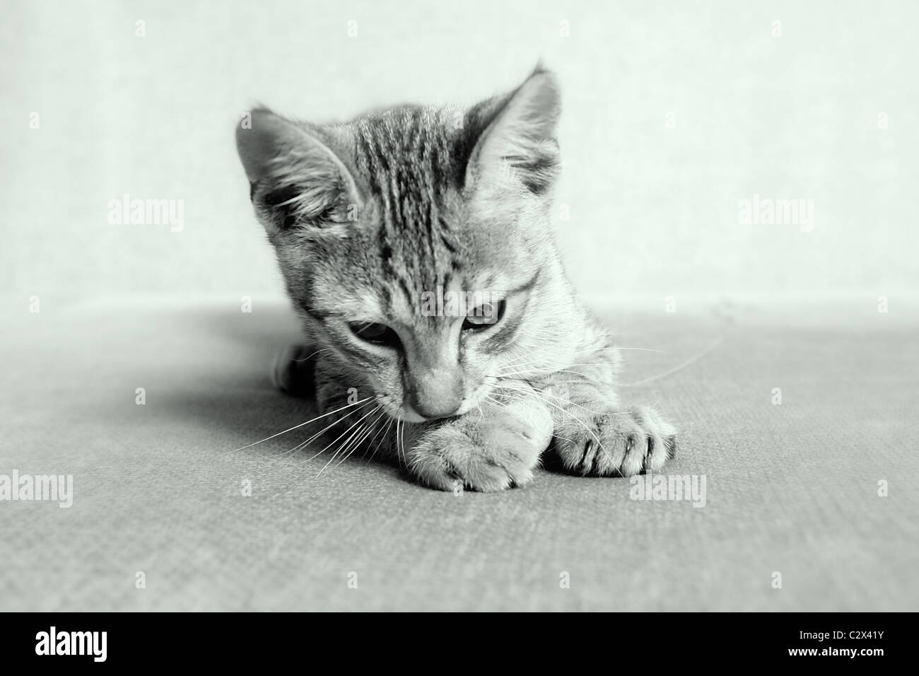 Cat. Foto de stock