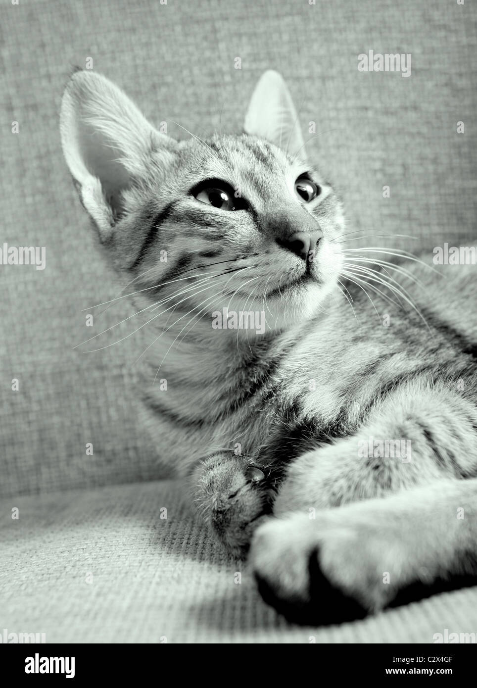 Cat. Foto de stock