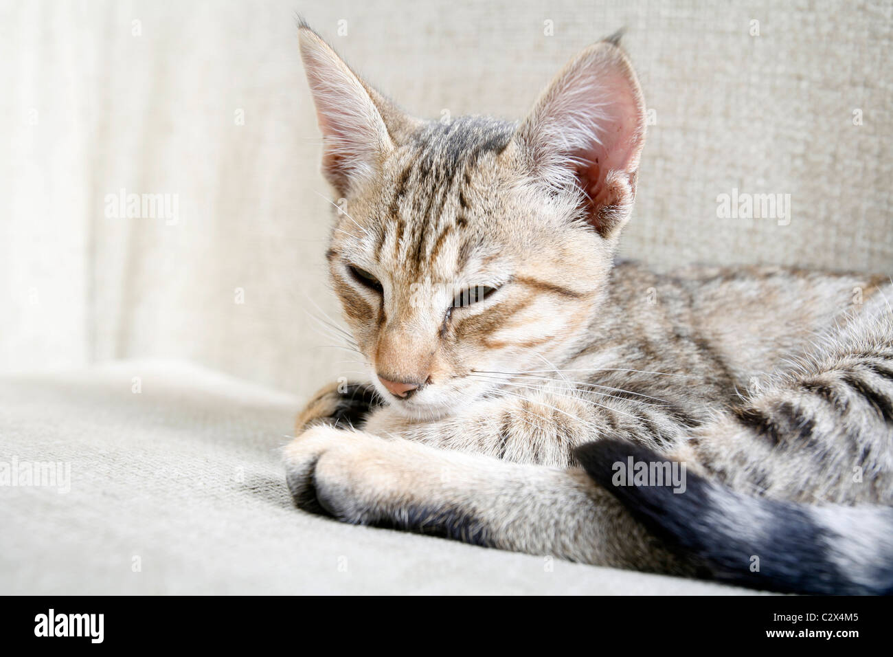 Cat. Foto de stock