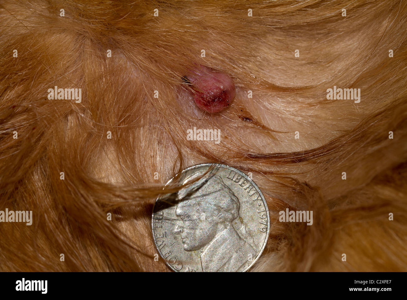 Adenomas fotografías e imágenes de alta resolución - Alamy