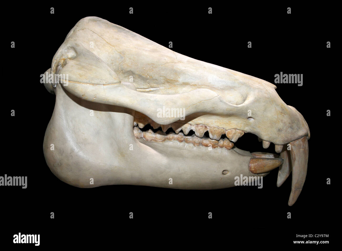 Cráneo de un Moeritherium, un mamífero prehistórico relacionados con el elefante que vivió durante el Eoceno época Foto de stock