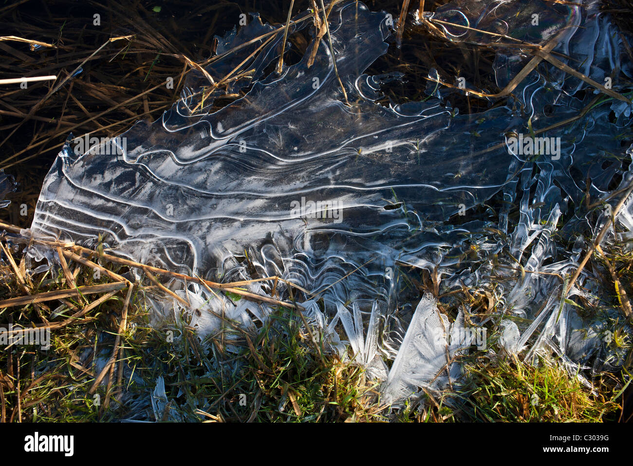 Patrones de hielo en invierno en Oxfordshire, Reino Unido Foto de stock