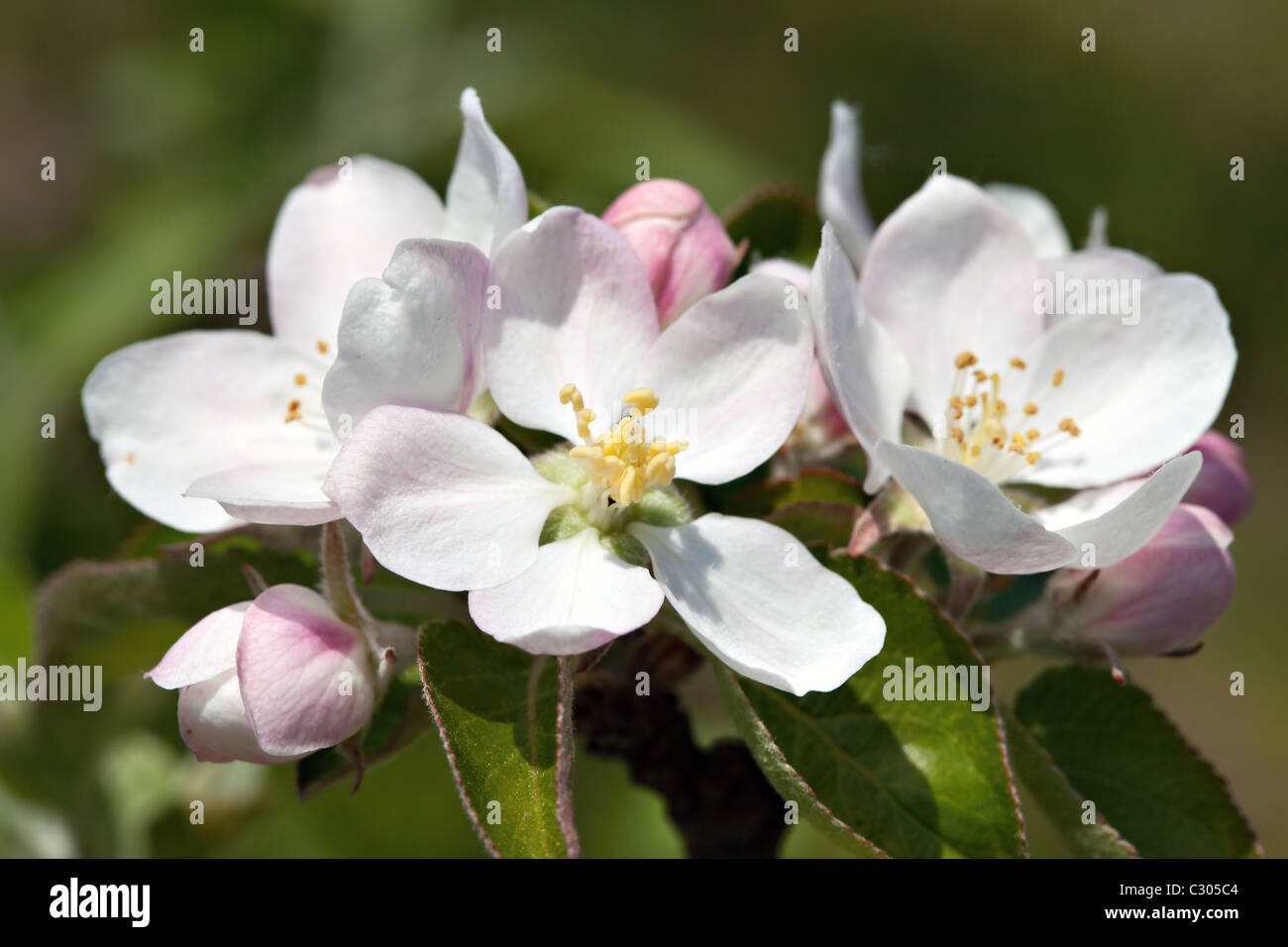 Los cerezos en flor de primavera,someras DOF. Foto de stock