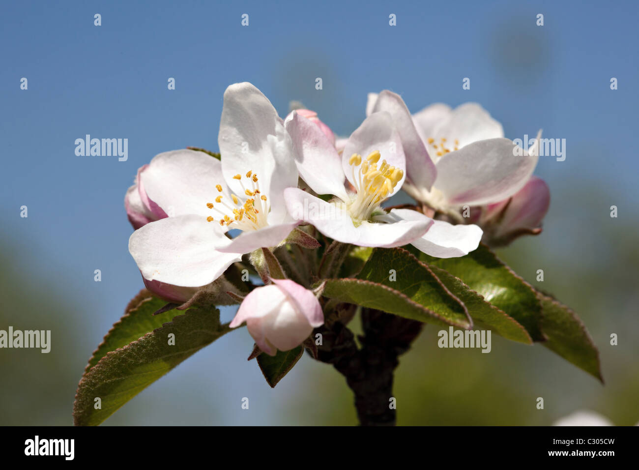 Los cerezos en flor de primavera,someras DOF. Foto de stock