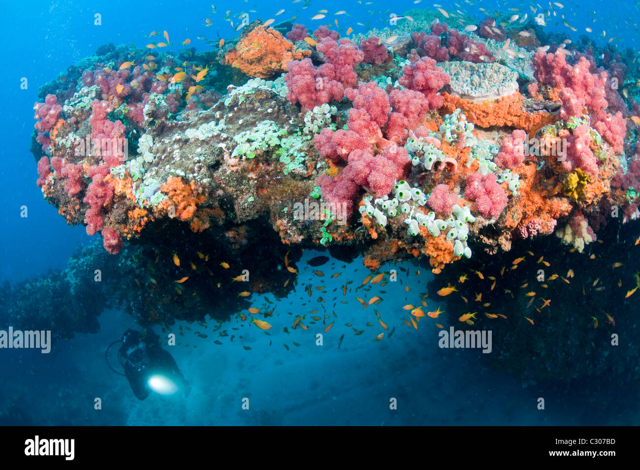 Ricos arrecifes de coral sanos, Sodwana Bay, Sudáfrica, Océano Índico Foto de stock