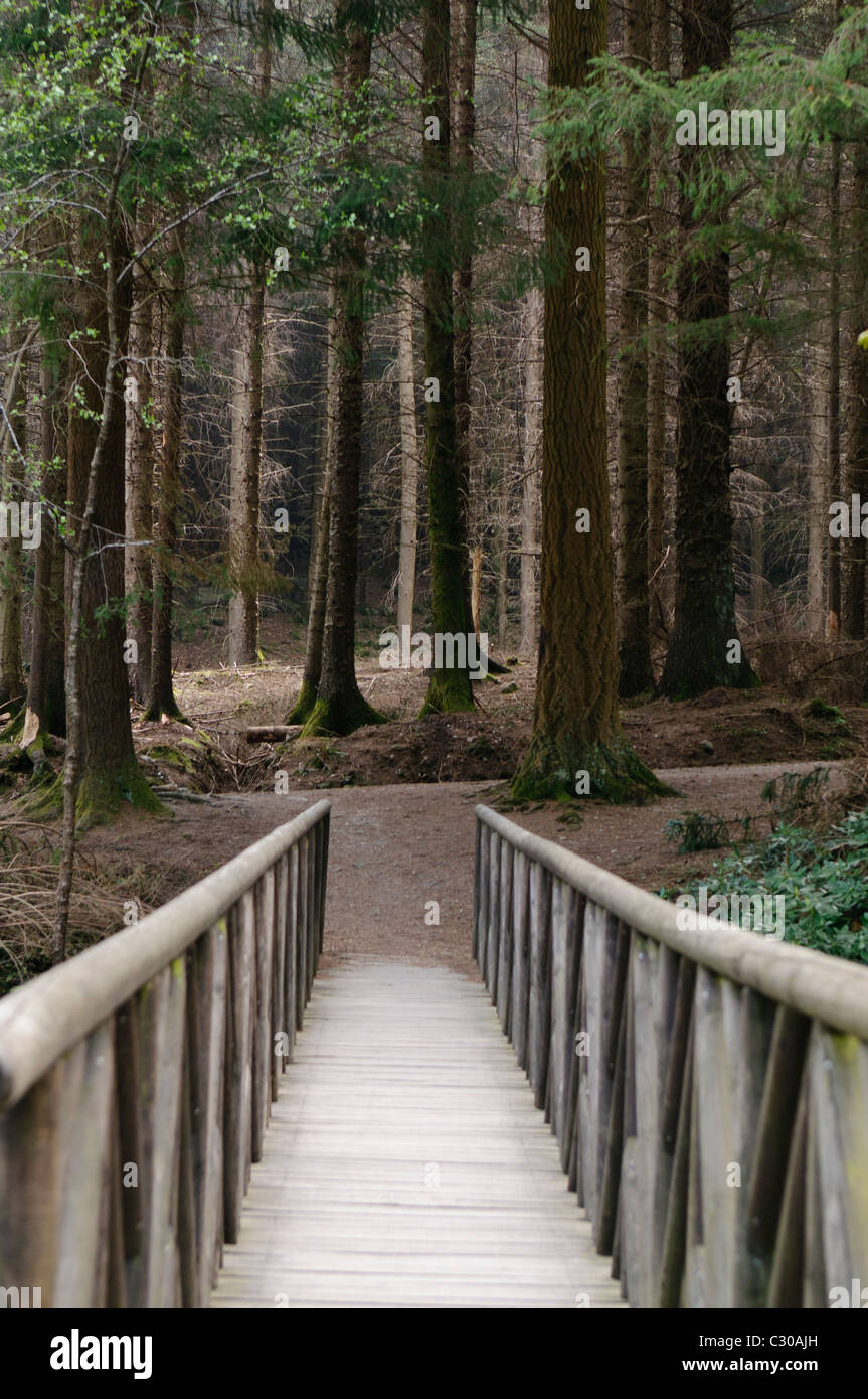 Puente de madera que conduce a un oscuro bosque de alerces, como aparece en una escena en el Juego de Tronos Foto de stock