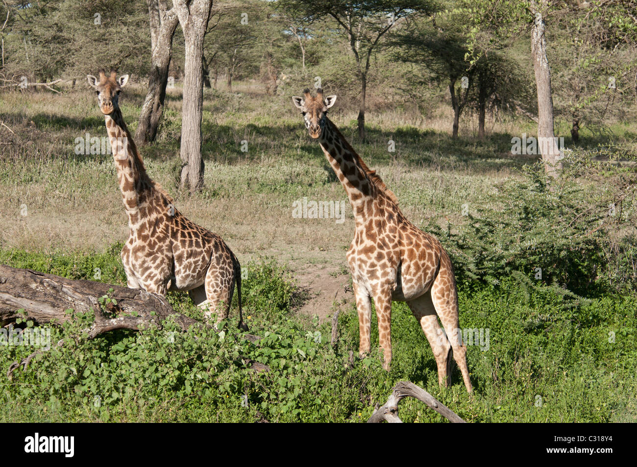 Stock foto de dos jirafas masai por un registro permanente en los bosques de Ndutu. Foto de stock