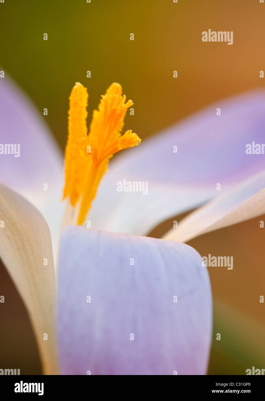 Crocus tommasinianus Foto de stock