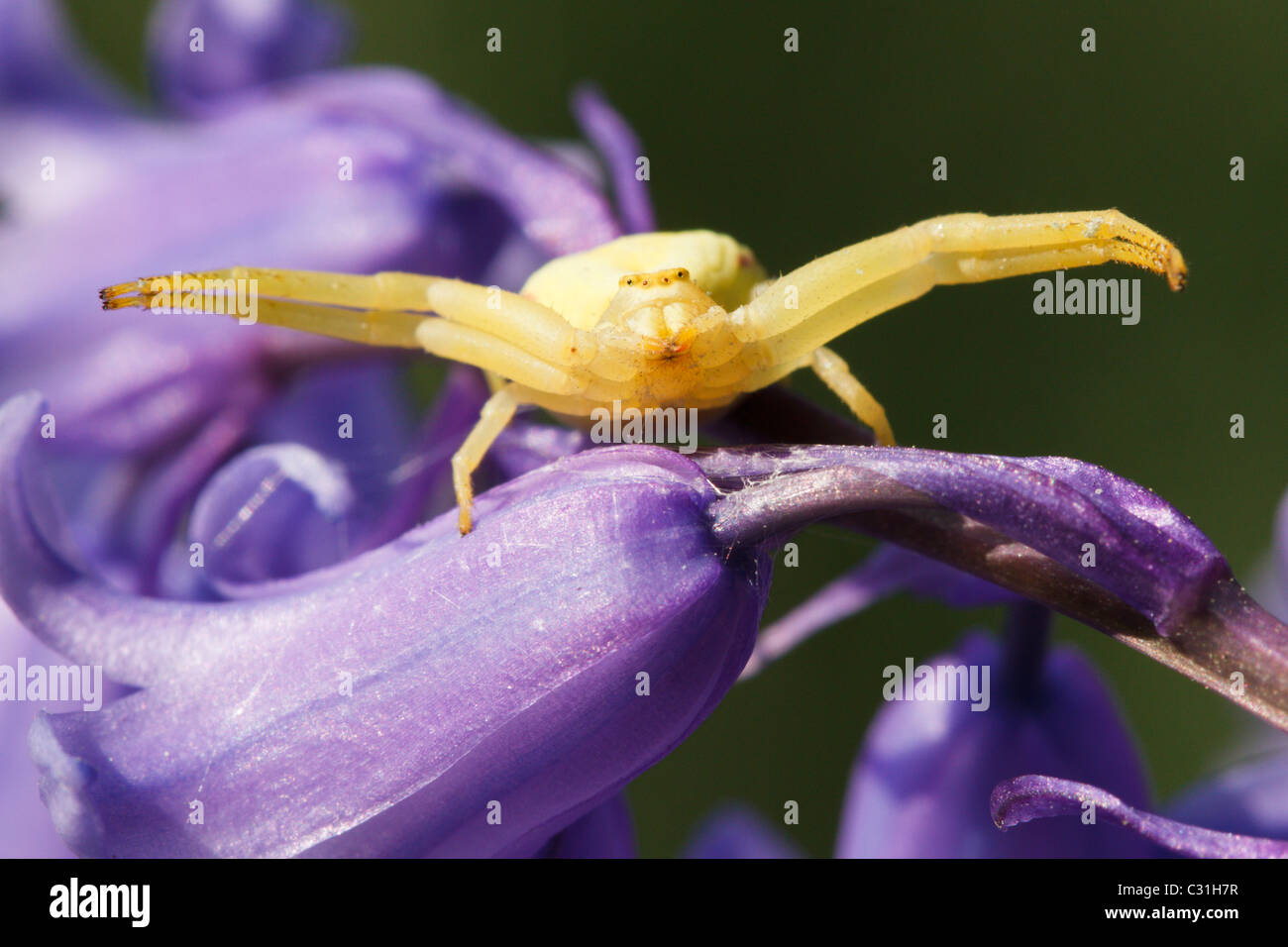 Araña - cangrejo Misumena vaita Foto de stock